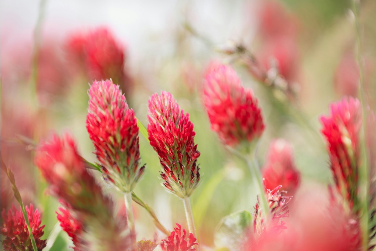 red clover a great herb for menopause